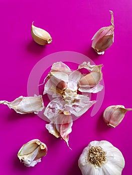 Fresh garlic with bulb and cloves on vibrant pink background. Top view minimal concept