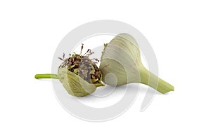 Fresh garlic bulbs and bulbils isolated on white photo