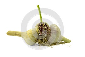 Grow garlic from cloves and bulbils photo