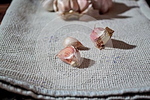 Fresh garlic bulbs and a garlic press on an old wooden board and a burlap backing