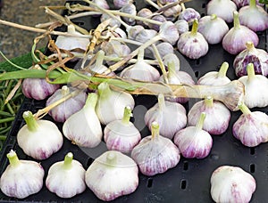Fresh Garlic Bulbs and a Garlic Stalk
