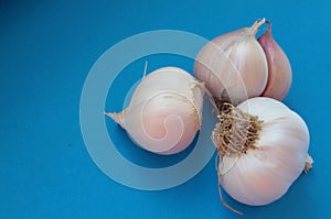 Fresh garlic bulbs over blue background. Organic and healthy.