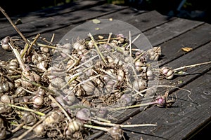 Fresh garlic bulbs