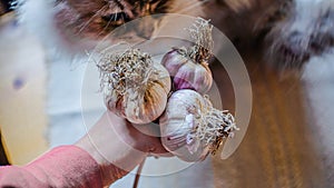 Fresh garlic cloves bulb in the hand
