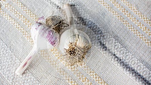 Fresh garlic cloves bulb on the white background