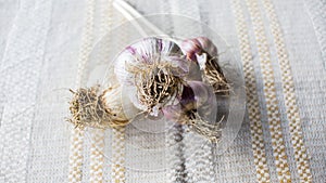 Fresh garlic cloves bulb on the white background