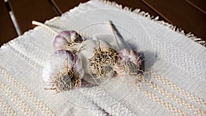 Fresh garlic cloves bulb on wood background