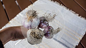 Fresh garlic cloves bulb on wood background