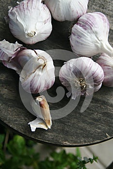 Fresh Garlic From the Garden Kitchen Gousse d`ail fraiches du Jardin bienfaits sur la santÃÂ© photo