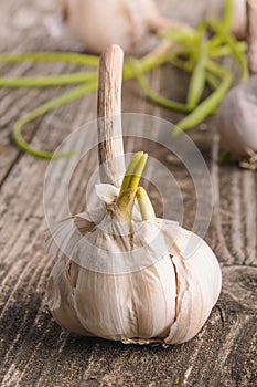 Fresh garlic with green germinal sprout on  wooden table Ã¢â¬â image photo