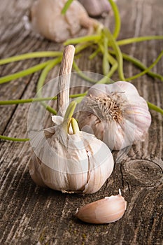 Fresh garlic with green germinal sprout on  wooden table â€“ image