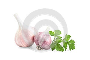 Fresh garlic heads and parsley isolated on white