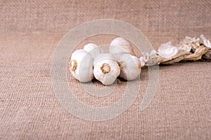 Fresh garlic on jute sack