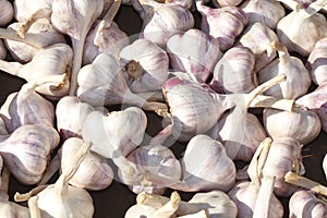 Fresh garlic photo