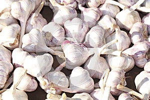 Fresh garlic photo