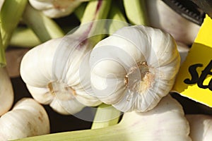 Fresh garlic photo