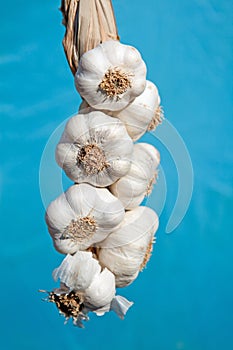 Fresh garlic plait photo