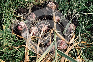 Fresh garlic with roots from the garden background