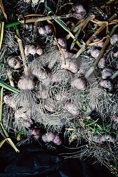 Fresh garlic with roots from the garden background