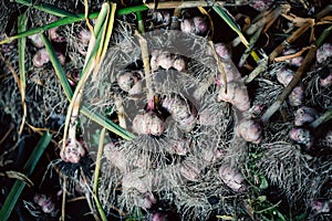 Fresh garlic with roots from the garden background