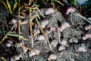 Fresh garlic with roots from the garden background