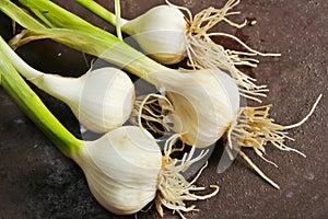 Fresh garlic with stem from kitchen garden