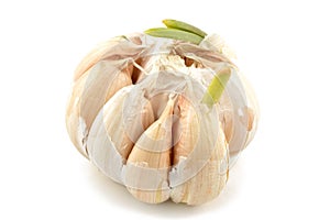 Fresh garlic on a white background