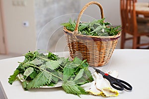 Fresh gathered nettles in basket