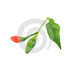Fresh generate of chilli isolate on white background