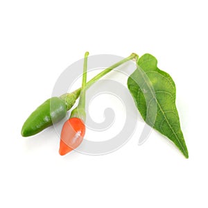 Fresh generate of chilli isolate on white background