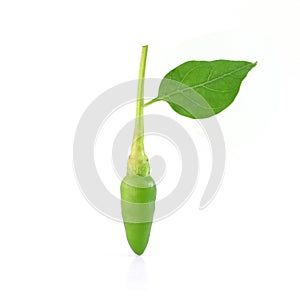 Fresh generate of chilli isolate on white background