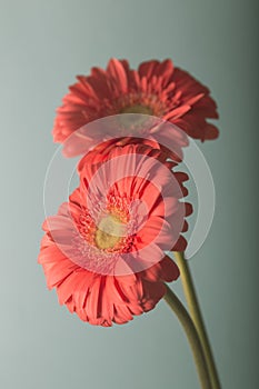 Fresh gerbera flower in soft pastel tones. Background and texture.