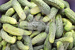 Fresh gherkins for pickles
