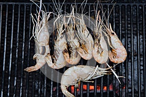 Fresh giant freshwater prawn