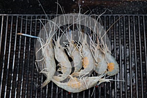 Fresh giant freshwater prawn