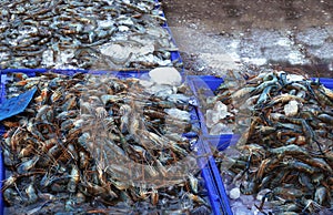 Fresh Giant thailand prawn are on sale in the bazaar