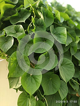 Fresh Giloy or Tinospora Cordifolia Plant Green Leaves