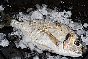 Fresh gilt-head sea bream Sparus aurata, also known as orata or dorada, on a black plate with crushed ice