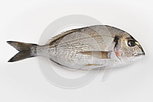 Fresh gilt-head sea bream -Sparus aurata-, also known as orata or dorada, isolated on white background