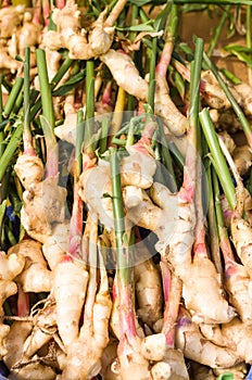 Fresh ginger root at the market
