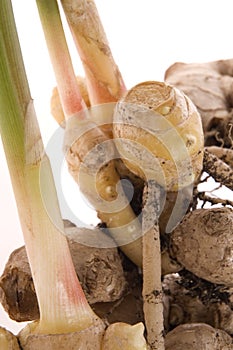 Fresh ginger root. plant