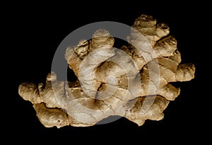 Fresh ginger root, rhizome from above on black background photo