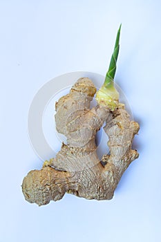 Fresh ginger root or rhizome grows on white background, Close up shot, Herb and food concept