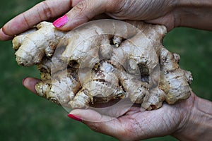 Fresh ginger root rhizome sprouting held in female hand