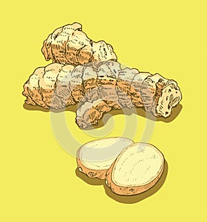 Fresh ginger root, whole and slices isolated, organic food ingredient, medicine herb, package design element, vector