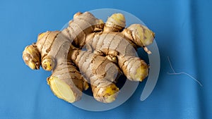 A fresh ginger root Zingiber officinale rests on a blue surface