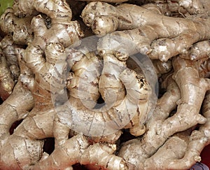 Fresh Ginger Roots for Sale