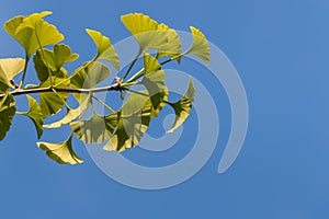 Fresh ginkgo leaves against blue sky