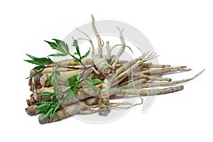 Fresh Ginseng Root. photo