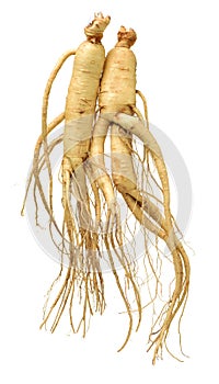 Fresh Ginseng root